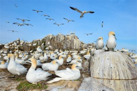 鳥 死|世界に広がる鳥インフル、南極でも初確認、各地で動。